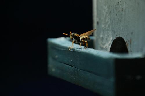 insect-3431397_1280